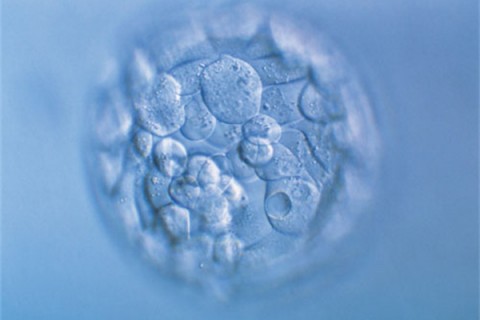 http://haoboiler.com/post/222.html|代生助孕